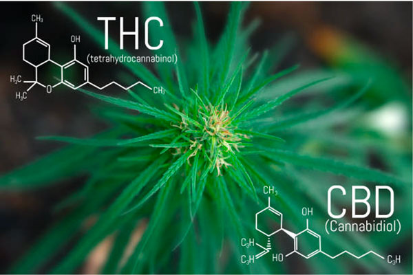 DIFFERENCE BETWEEN THC E-LIQUID & CBD E-LIQUID